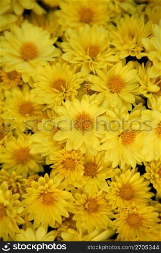Background yellow daisy many natural flowers pattern