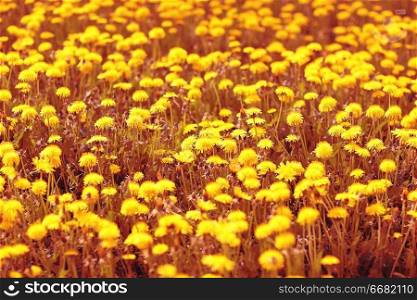 background yellow dandelion flowers