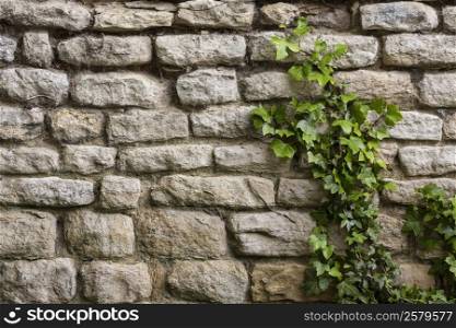 Backgrounds - An ancient stone wall with ivy growing up it.