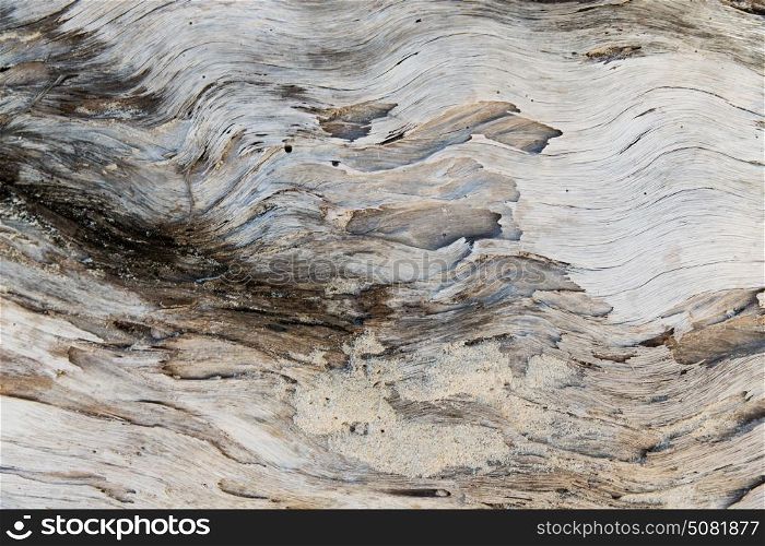 backgrounds and texture concept - old weathered wooden surface. old weathered wooden surface