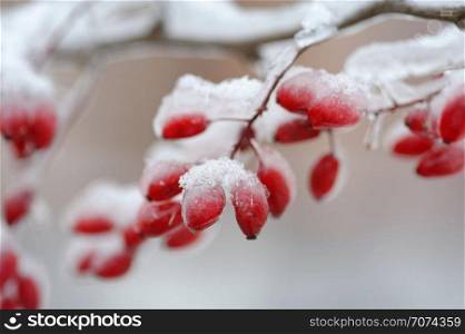 Backgrounds and texture: red frozen barberries covered with ice and snow. Red frozen barberries