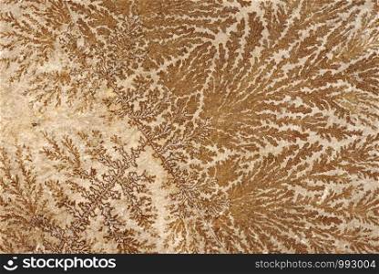 Backgrounds and textures: abstract fossilized tree-like pattern on a stone surface, natural background. Abstract fossilized tree-like pattern on a stone surface