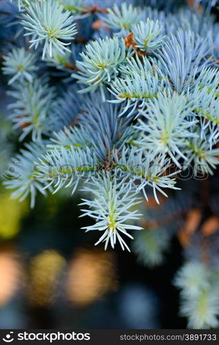 Backgrounds and textures: blue fir tree branch, dark background with blurred bright festive lights