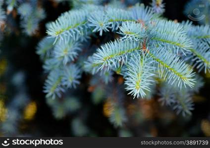 Backgrounds and textures: blue fir tree branch, dark background with blurred bright festive lights