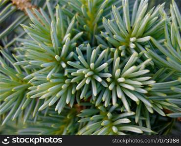 Backgrounds and textures: bunch of pine tree needles, closeup shot, seasonal abstract. Bunch of pine tree needles