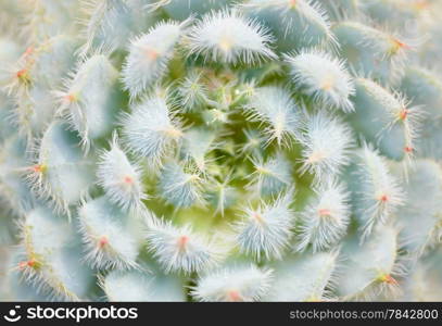 Backgrounds and textures: cactus close-up shot, natural floral abstract