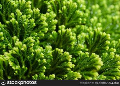 Backgrounds and textures: close-up shot of green lichen. Very nice floral, seasonal or Christmas abstract background. Green floral background