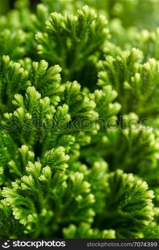 Backgrounds and textures: close-up shot of green lichen. Very nice floral, seasonal or Christmas abstract background. Green floral background
