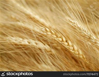 Backgrounds and textures: field of golden wheat, agricultural abstract. Field of golden wheat