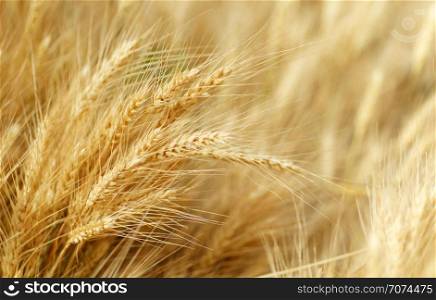 Backgrounds and textures: field of golden wheat, agricultural abstract. Field of golden wheat