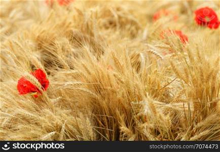 Backgrounds and textures: field of golden wheat with red poppy flowers, agricultural abstract. Field of golden wheat with red poppy flowers
