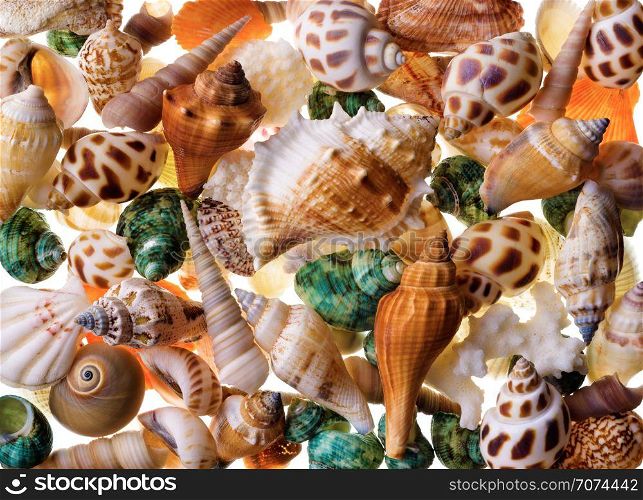Backgrounds and textures: mix of assorted seashells. Seashells background