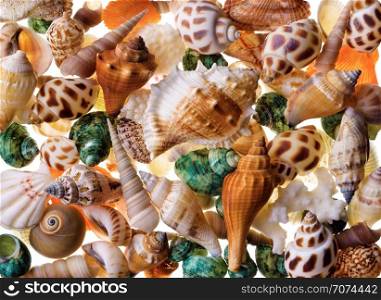 Backgrounds and textures: mix of assorted seashells. Seashells background