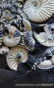 Backgrounds and textures: remains of fossilized seashells in a black stone, abstract natural background. Fossilized seashells in a black stone
