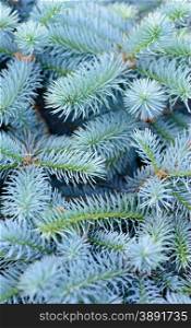 Backgrounds and textures: solid mix of blue fir tree branches, natural seasonal background