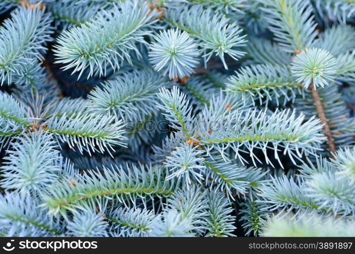 Backgrounds and textures: solid mix of blue fir tree branches, natural seasonal background