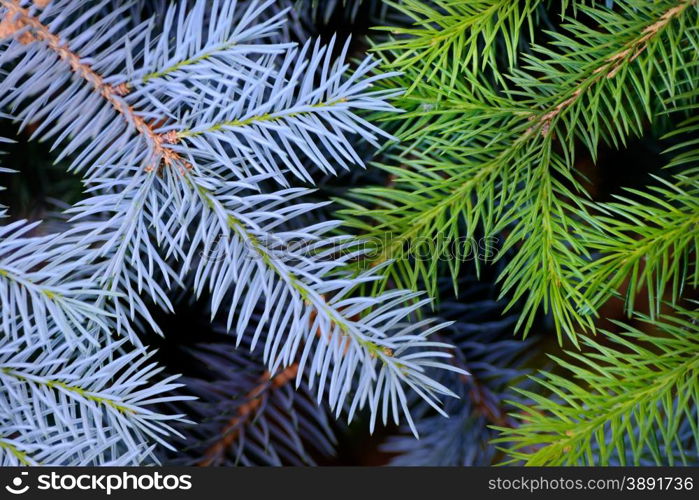 Backgrounds and textures: two crossed fir tree branches, blue and green, natural seasonal background