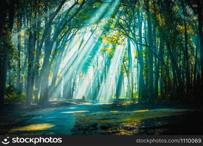 Backlight sunrays with mist appearing at Jim Corbett National Park