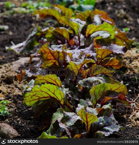 Backlit beetroots leaves in rows in a garden