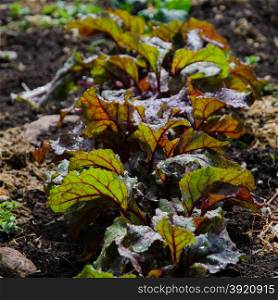 Backlit beetroots leaves in rows in a garden