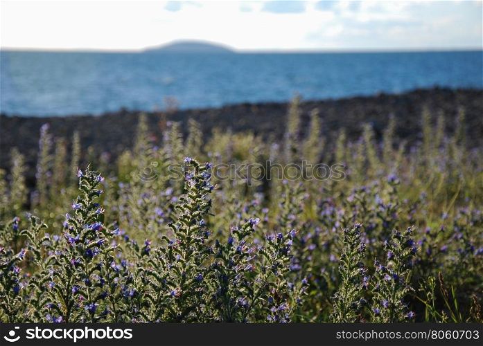 Backlit blueweed flowers with blurred costline and blue water in the background