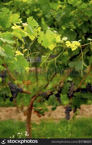 Backlit branch of grape vine