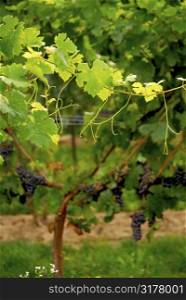 Backlit branch of grape vine