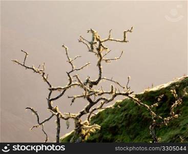 Backlit by rising sun, bright yellow lichen lines the twigs of a bare tree on the side of Waimea Canyon on Kauai