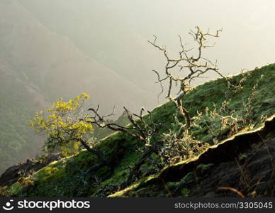 Backlit by rising sun, bright yellow lichen lines the twigs of a bare tree on the side of Waimea Canyon on Kauai