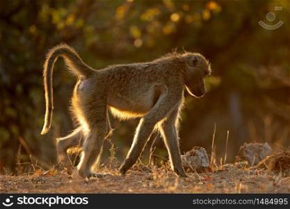 Backlit chacma baboon (Papio ursinus), Kruger National Park, South Africa