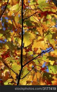 Backlit colorful fall maple leaves with bright blue sky
