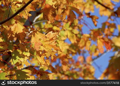 Backlit fall maple leaves with bright blue sky