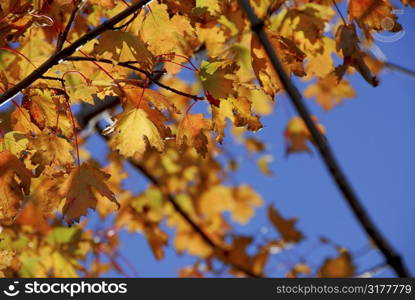 Backlit fall maple leaves with bright blue sky