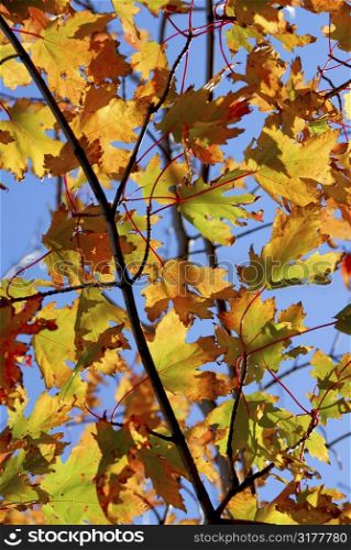 Backlit fall maple leaves with bright blue sky