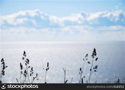 Backlit grass straws silhouettes by bright blue water with sun reflections