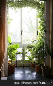 Backlit in a house room with plants, nice decoration light atmosphere