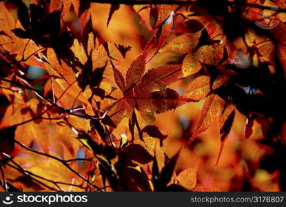 Backlit leaves of japanese maple in the fall