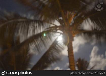 Backlit Palm Tree