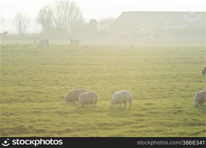 backlit sheep in a field at sunset