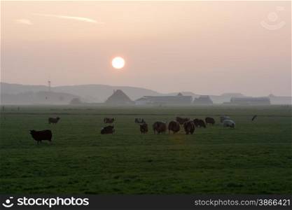 backlit sheep in a field at sunset
