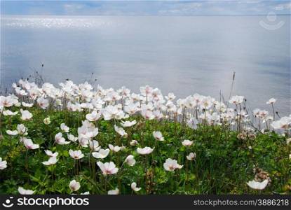 Backlit white anemones at the coast of the swedish island Oland in the Baltic Sea.