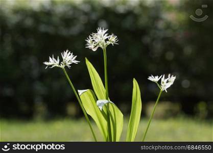 Backlit wood garlic plant. Backlit blossom wood garlic plant
