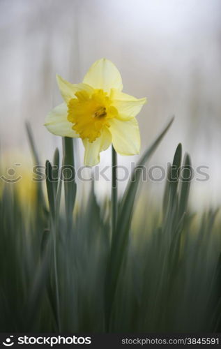 backlit yellow blooming daffodil in field