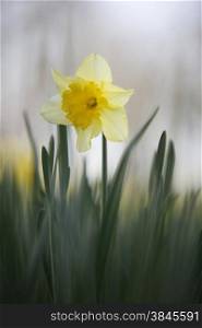 backlit yellow blooming daffodil in field
