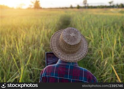 Backside senior farmer use laptop working in the rice field