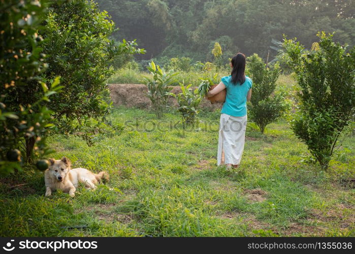 Backside young gardener Asia woman smiling and carrying the basket Thai in the honey tangerine oranges garden, Happiness and healthy lifestyle concept