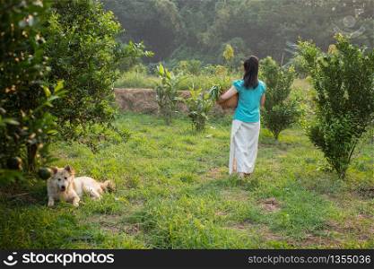 Backside young gardener Asia woman smiling and carrying the basket Thai in the honey tangerine oranges garden, Happiness and healthy lifestyle concept