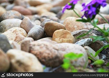backyard decorated with different stones and purple flowers