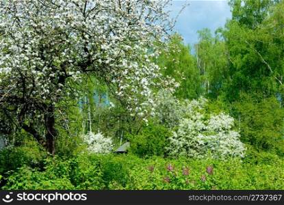 Backyard of the rural house in the spring and a blossoming tree.
