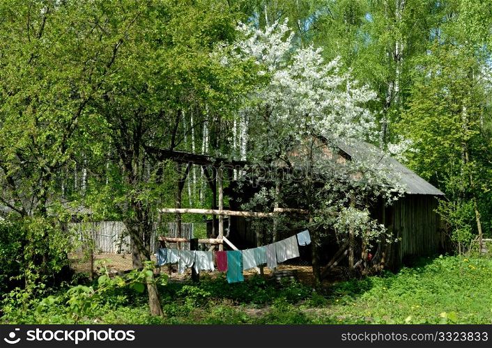 Backyard of the rural house in the spring and a blossoming tree about a shed.